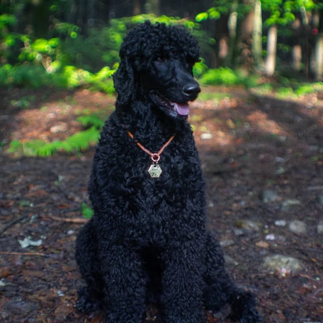 Leather ID Tag Collar